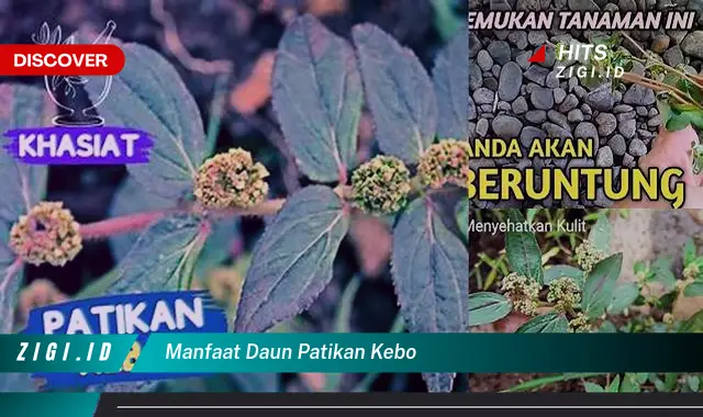 Unveil the 8 Benefits of Daun Patikan Kebo You Rarely Know