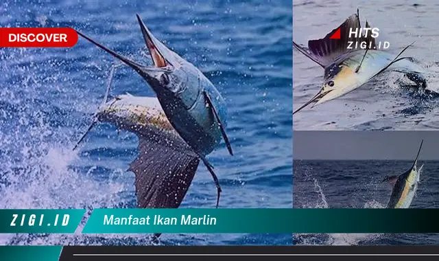 Temukan 8 Manfaat Ikan Marlin yang Jarang Diketahui