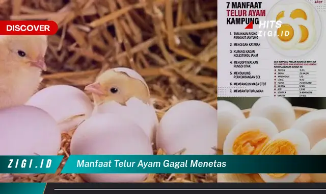 Temukan 7 Manfaat Telur Ayam Gagal Menetas yang Anda Wajib Tahu