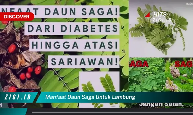Unveil the Rarely Known Benefits of Daun Saga for a Healthy Stomach