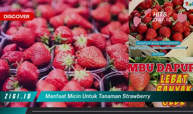 Temukan Manfaat Micin untuk Tanaman Strawberry yang Jarang Diketahui