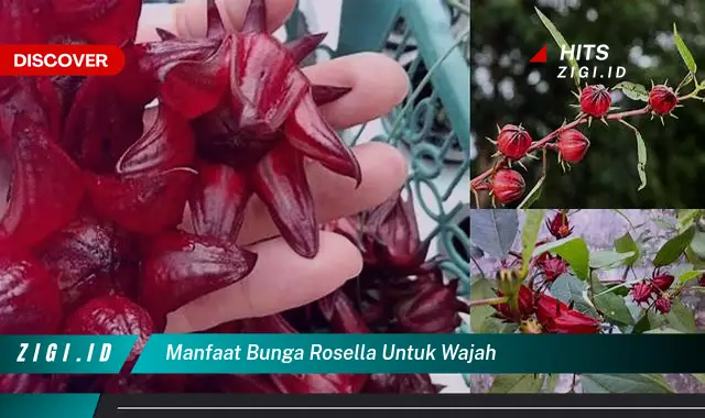 Temukan 10 Manfaat Bunga Rosella untuk Wajah yang Jarang Diketahui