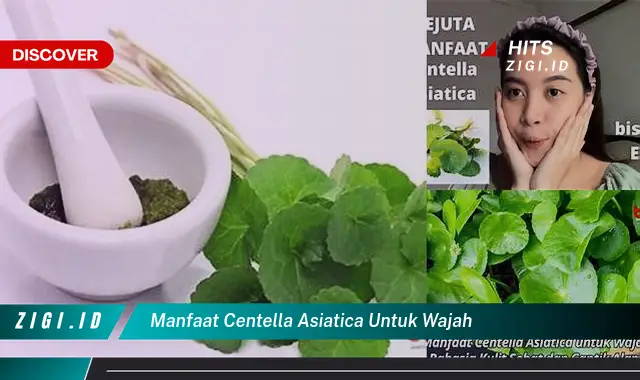 Temukan Manfaat Centella Asiatica untuk Wajah yang Jarang Diketahui