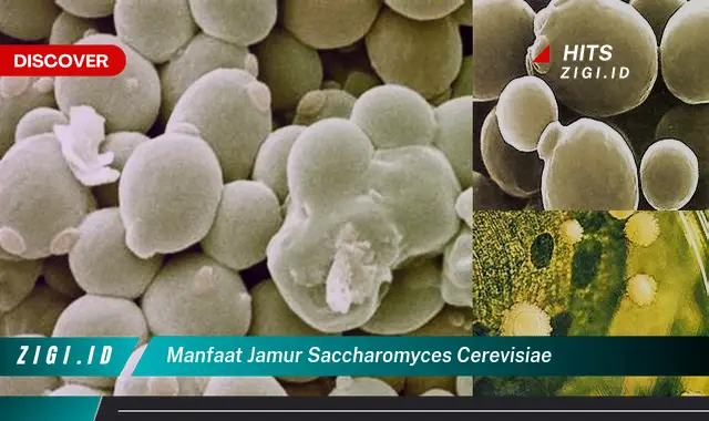 Temukan Manfaat Jamur Saccharomyces Cerevisiae yang Belum Diketahui